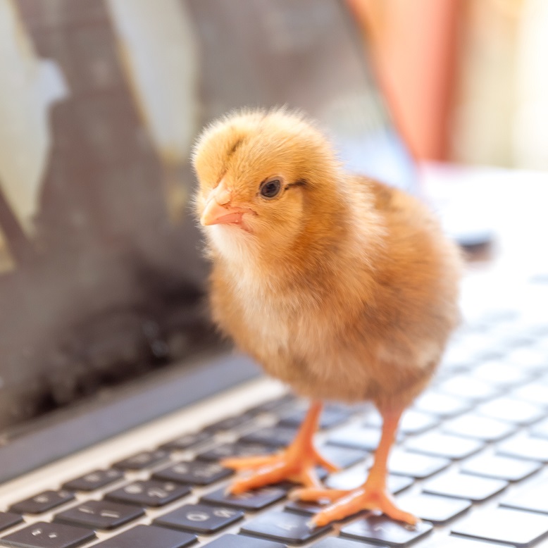 Don't be a chicken – cut the cowardly language and say what you mean