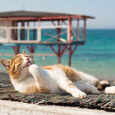 Cat relaxing on a beach mat, licking its paws