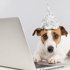 Jack Russell terrier in tinfoil hat, with paws on laptop keyboard, staring into camera